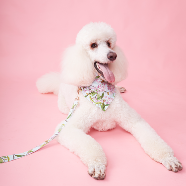 DOG LEASH -  AQUA FLORAL